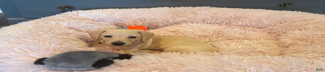Akc Jake