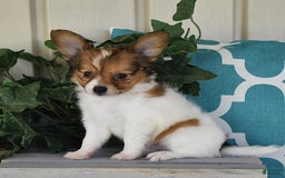 Papillon dogs for sale: Badger - Image 10