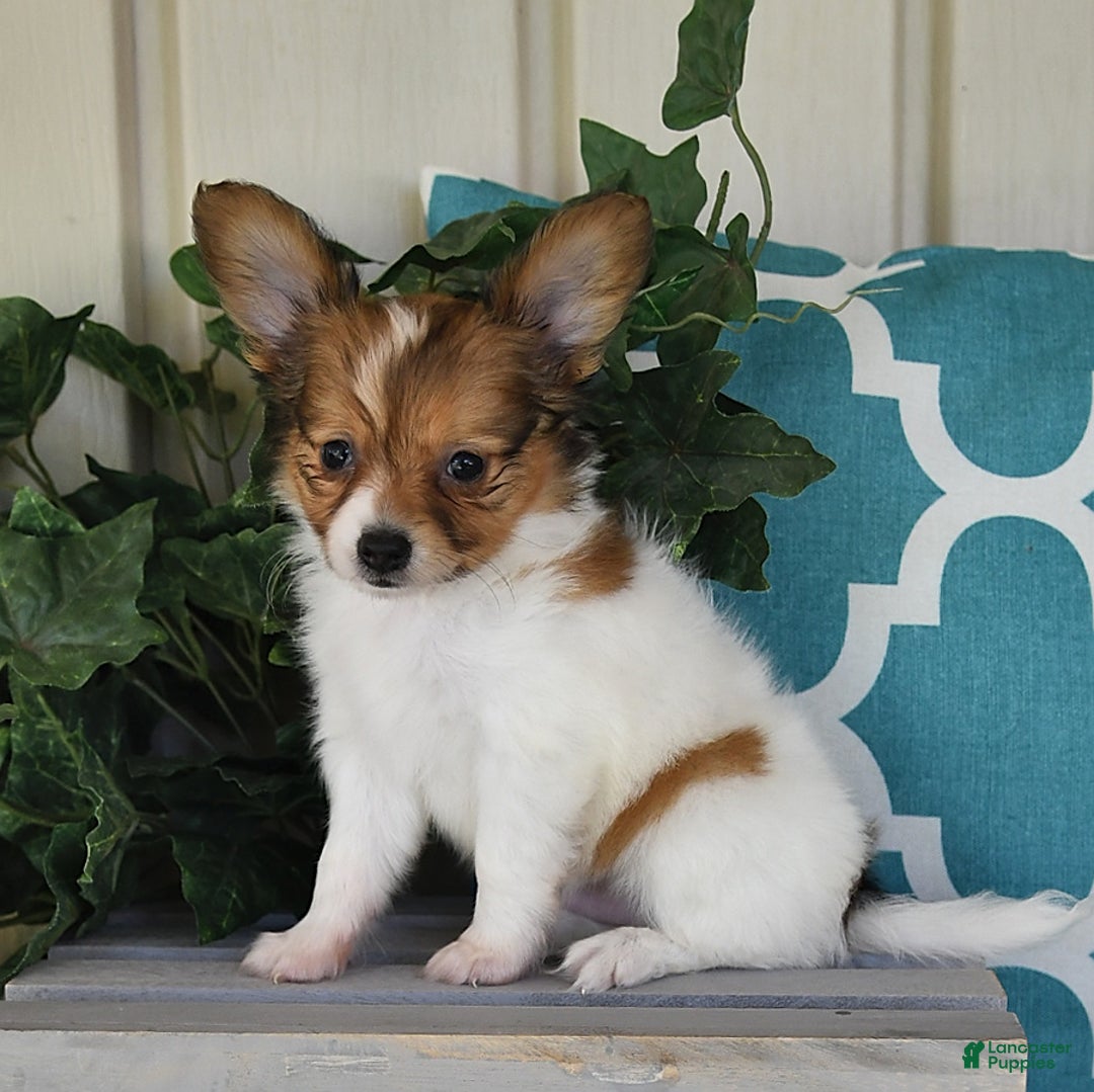 Papillon dogs for sale: Badger - Image 10