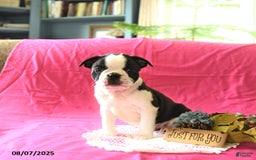 Boston Terrier dogs for sale: Leo - Image 1