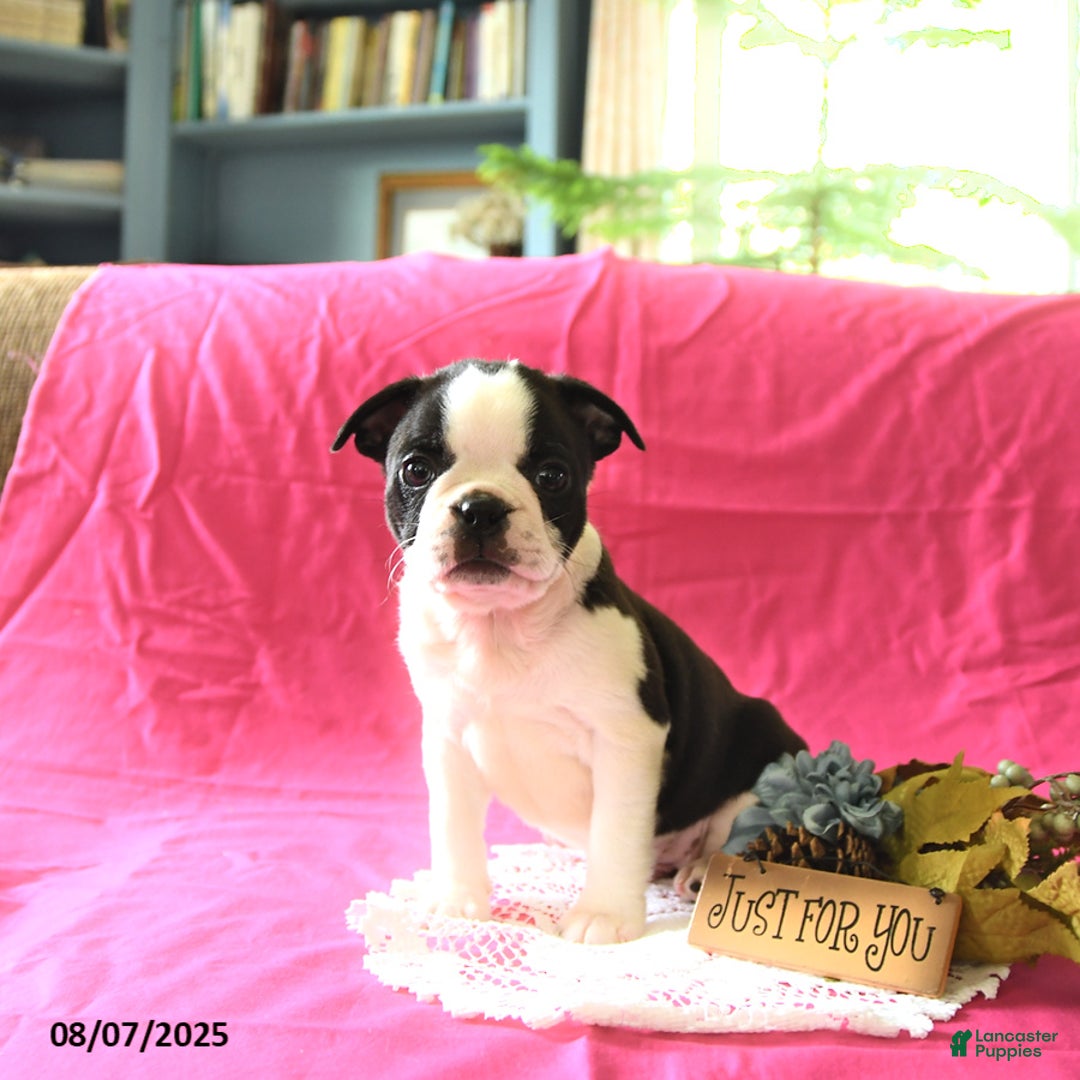 Boston Terrier dogs for sale: Leo - Image 1
