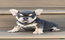 French Bulldog dogs for sale: Hilda - Image 2
