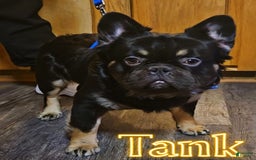 French Bulldog dogs for sale: Daisy - Image 7