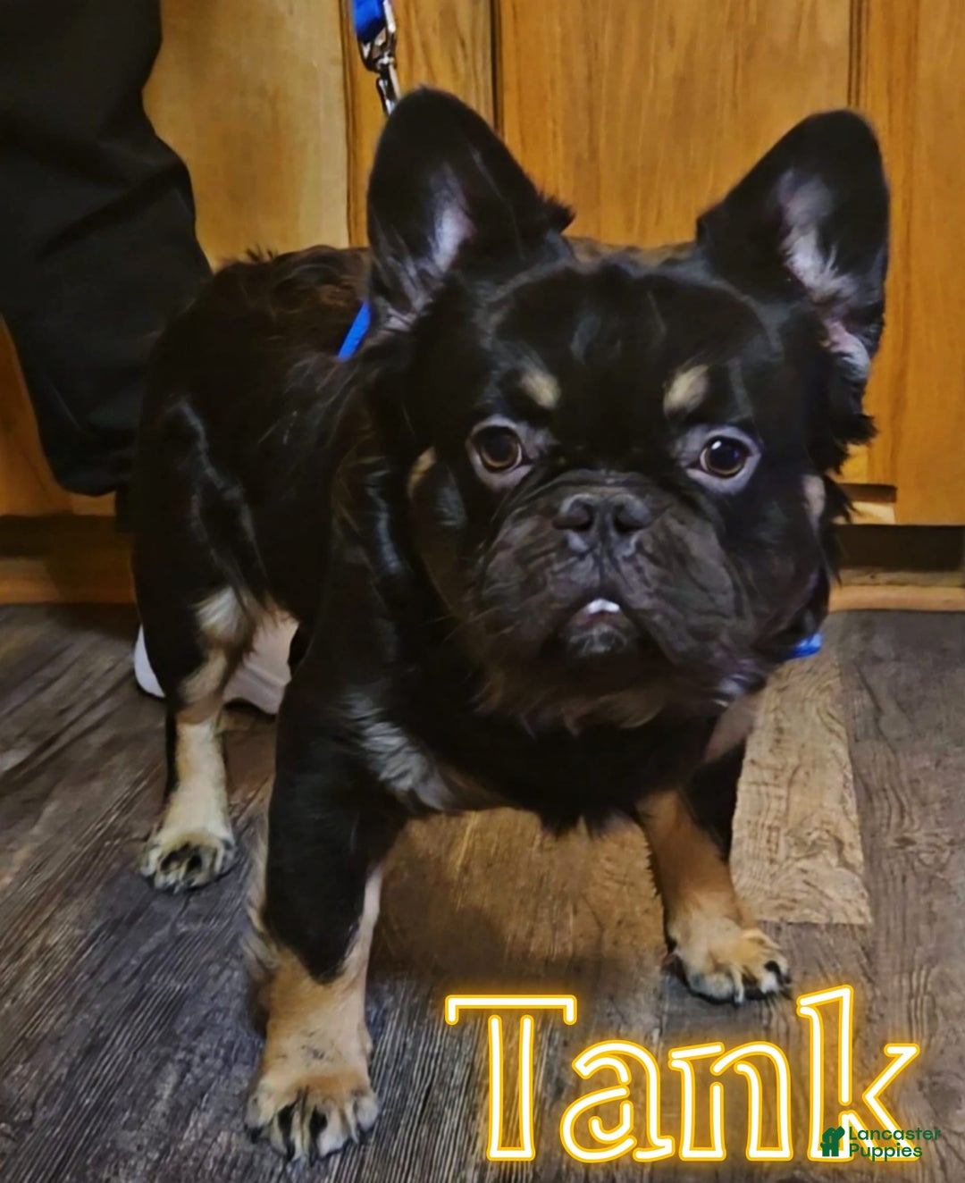 French Bulldog dogs for sale: Daisy - Image 7