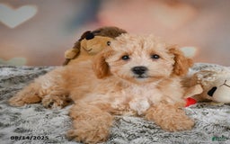 Bichpoo dogs for sale: Jenny - Image 8