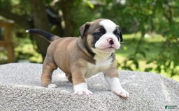 French Bulldog dogs for sale: Bentley mini bulldogge - Image 21
