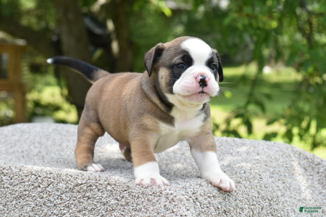 French Bulldog dogs for sale: Bentley mini bulldogge - Image 21
