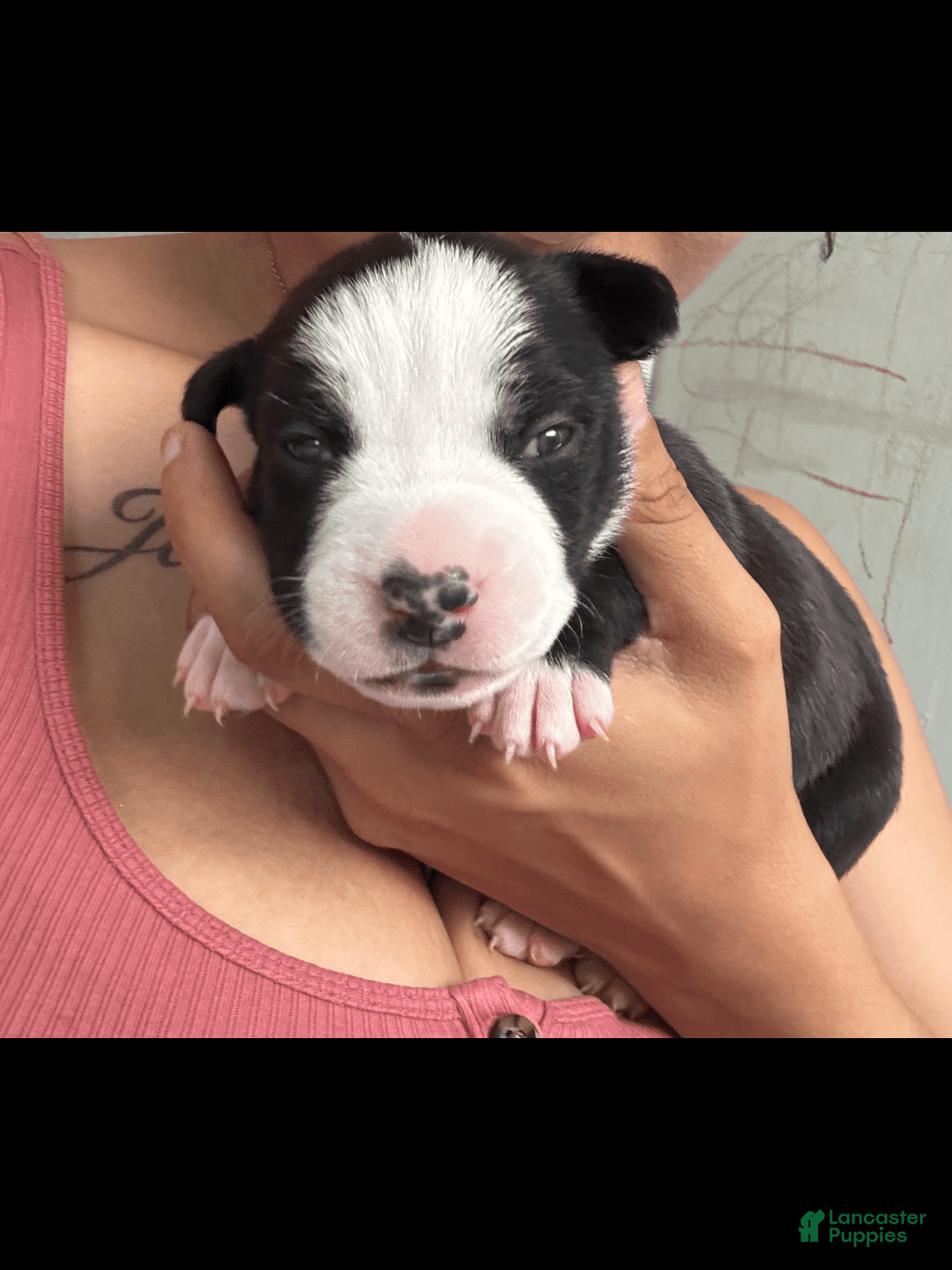 American Bully dogs for sale: Jade - Image 5