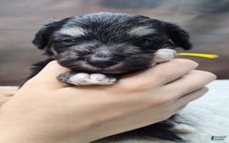 Shetland Sheepdog dogs for sale: Hubble - Image 3