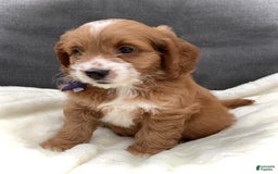 Cockapoo dogs for sale: Jake - Image 1