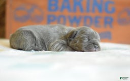 French Bulldog dogs for sale: Brown collar - Image 3