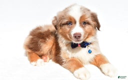 Miniature Australian Shepherd dogs for sale: Trooper - Image 3