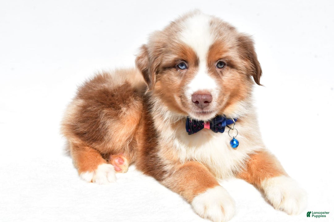 Miniature Australian Shepherd dogs for sale: Trooper - Image 3