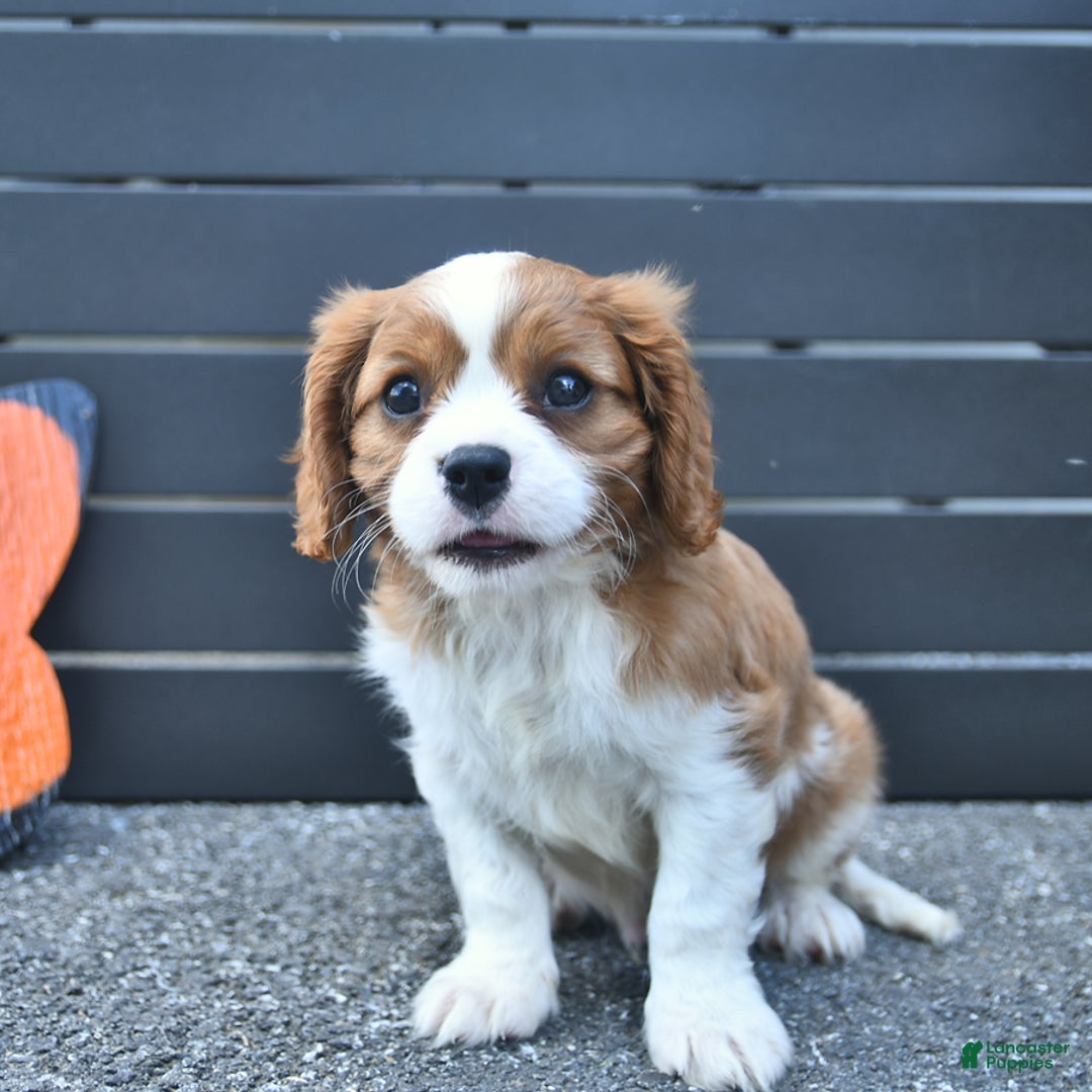Cavalier King Charles Spaniel dogs for sale: Tyler - Image 3