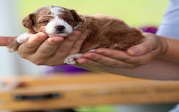 Toy Poodle dogs for sale: Dewey - Image 3