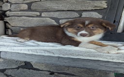 Australian Shepherd dogs for sale: Hazel - Image 5