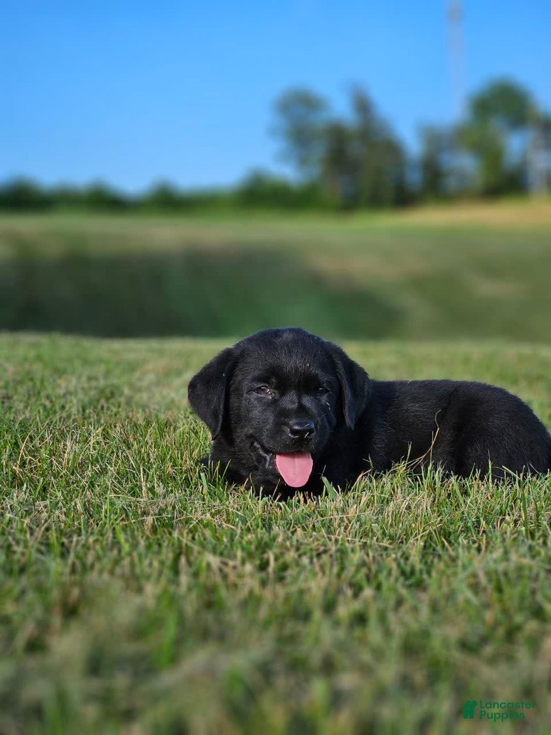 Labrador Retriever dogs for sale: Bella - Image 2