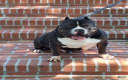 American Bully dogs for sale: Nestle - Image 4