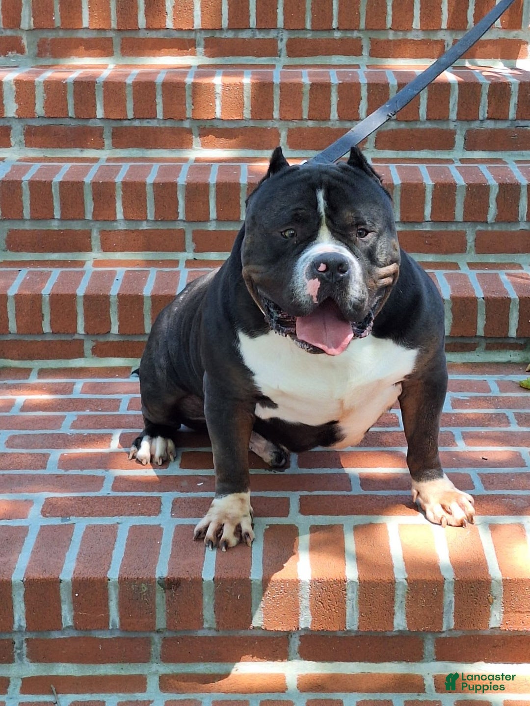 American Bully dogs for sale: Nestle - Image 4