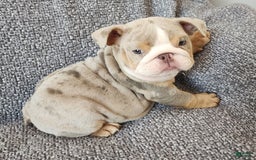 English Bulldog dogs for sale: Ollie - Image 18