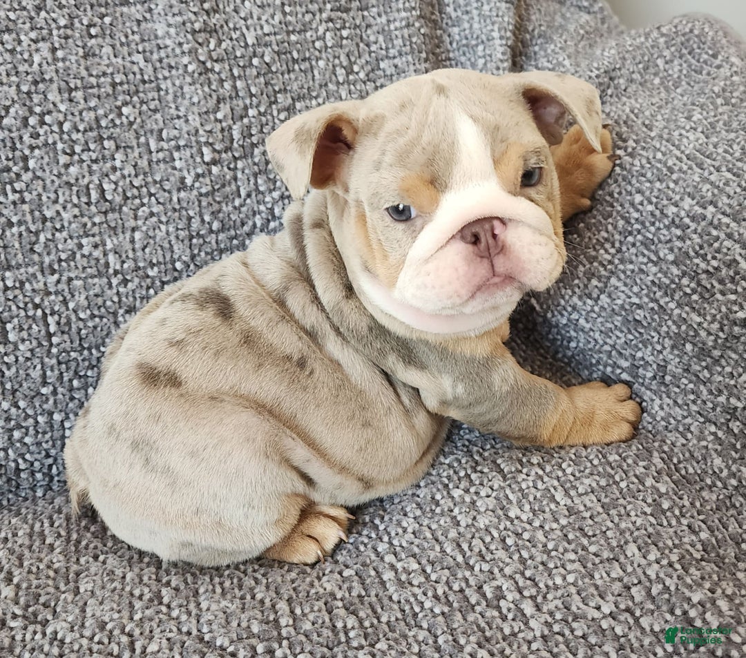 English Bulldog dogs for sale: Ollie - Image 18