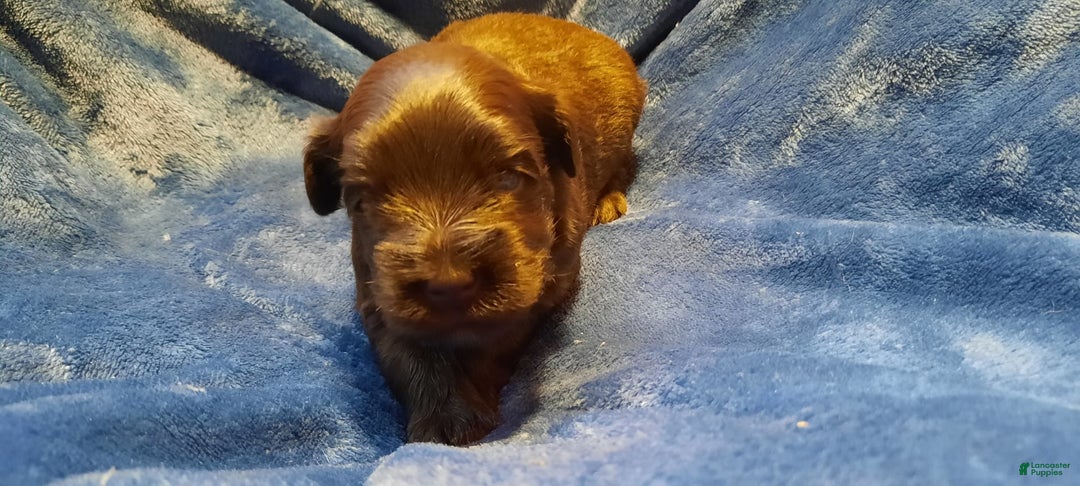 Miniature Schnauzer dogs for sale: Girl3 - Image 2