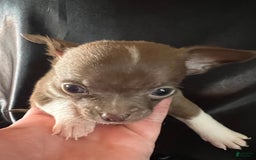 Chihuahua dogs for sale: Mocha - Blue Eyed Dual Pedigreed - Image 7