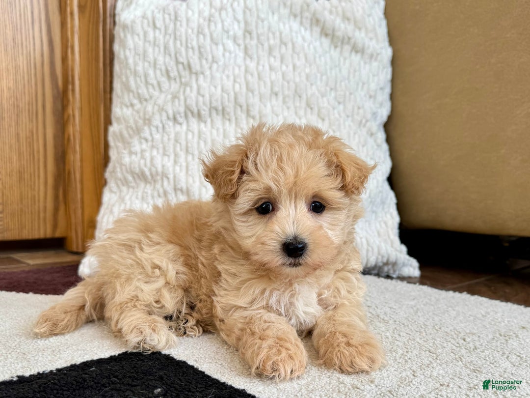 Maltipoo dogs for sale: Jerry - Image 5