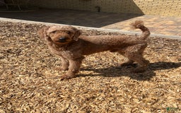 Goldendoodle dogs for sale: Dolly Orange Collar - Image 4