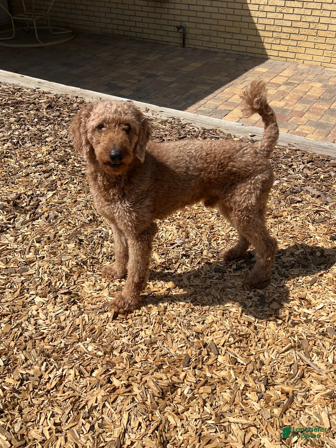 Goldendoodle dogs for sale: Dolly Orange Collar - Image 4