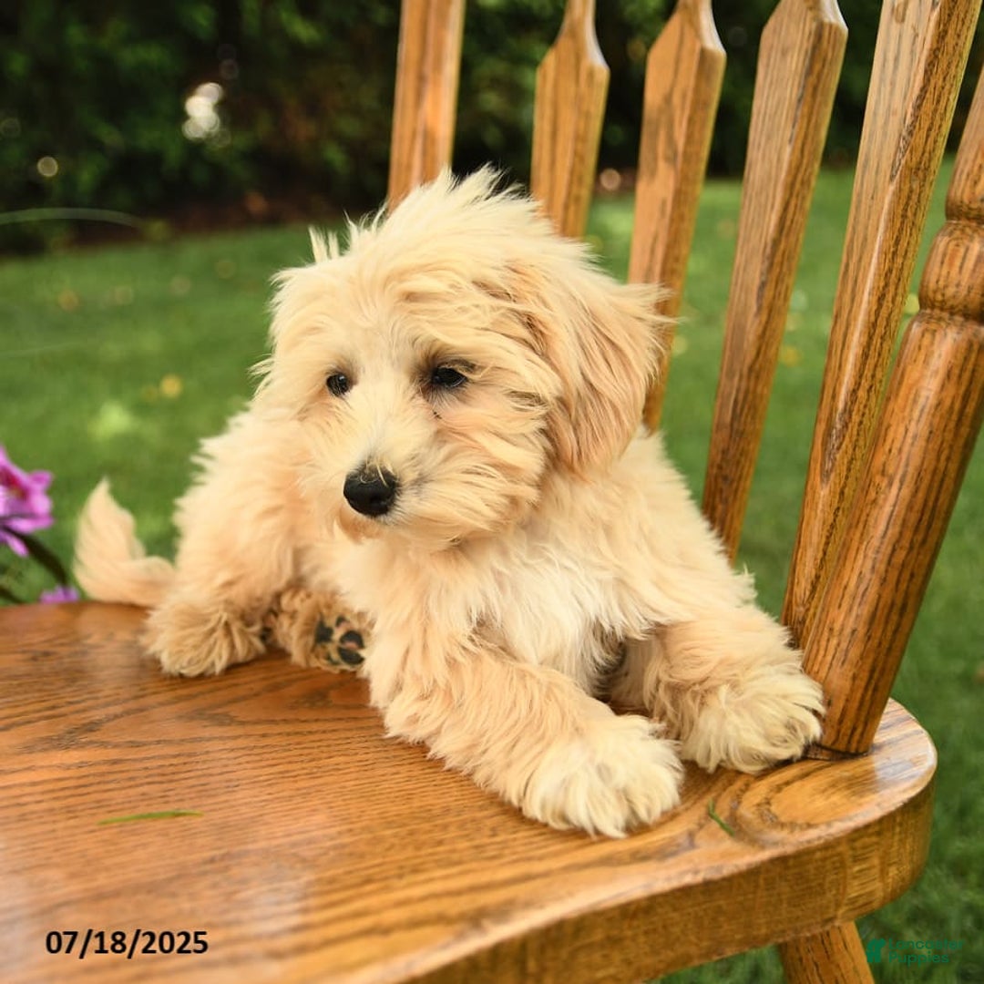Maltipoo dogs for sale: Muddles - Image 4