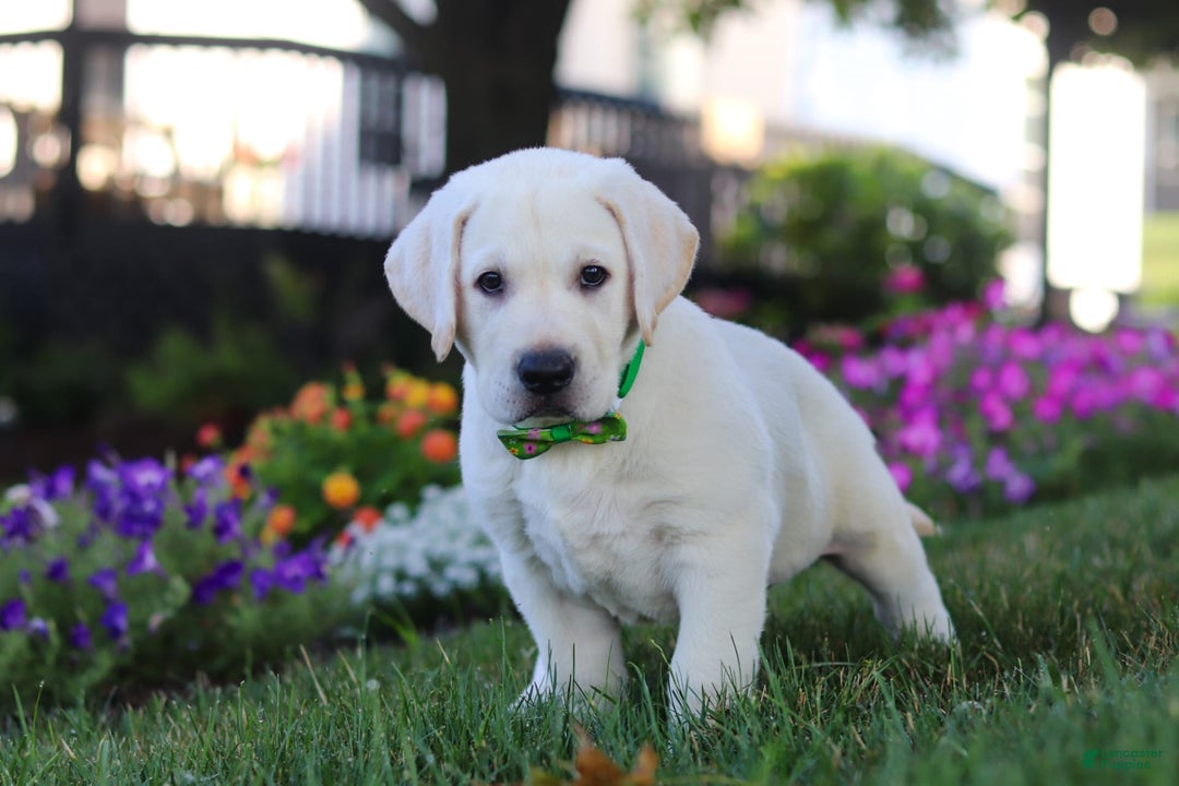 Labrador Retriever dogs for sale: Sammy - Image 5