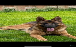 German Shepherd dogs for sale: 4 - Image 6