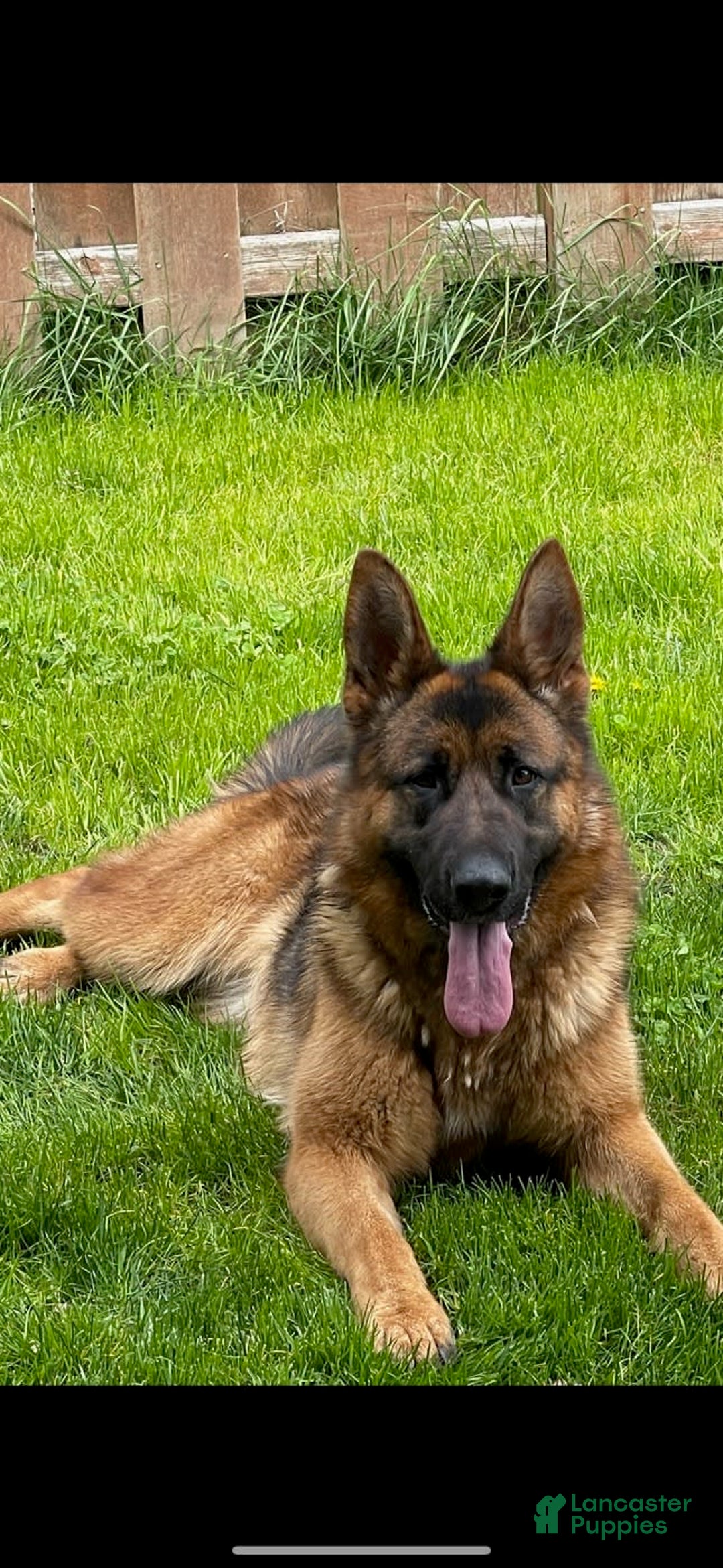 German Shepherd dogs for sale: 4 - Image 6