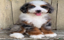 Mini Bernedoodle dogs for sale: 💙 In Boston Massachusetts 💙 One Blue Eye 💙 Mini Bernedoodle 💙 - Image 8