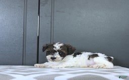 Miniature Poodle dogs for sale: Tucker Extra Small - Image 9