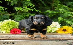 Miniature Dachshund dogs for sale: Ember - Image 4