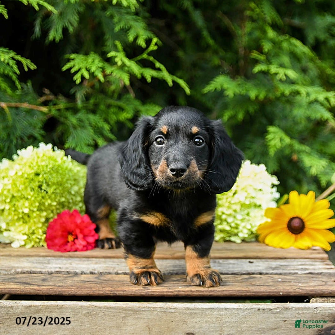 Miniature Dachshund dogs for sale: Ember - Image 4