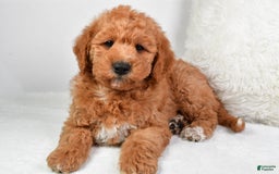  dogs for sale: Mini Labradoodle 7 puppies - Image 21