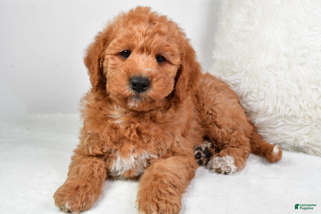  dogs for sale: Mini Labradoodle 7 puppies - Image 21