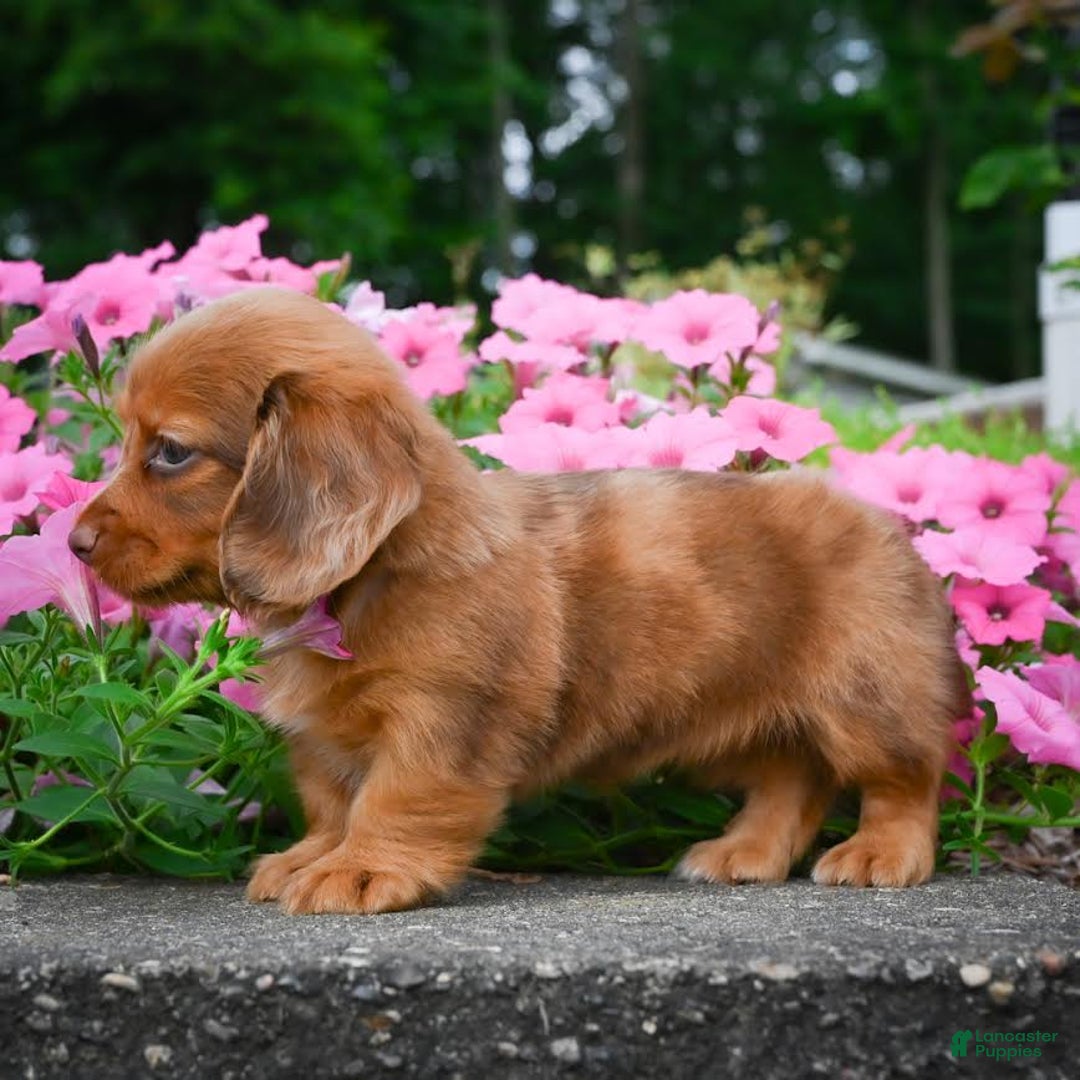 Miniature Dachshund dogs for sale: Sugar - Image 6