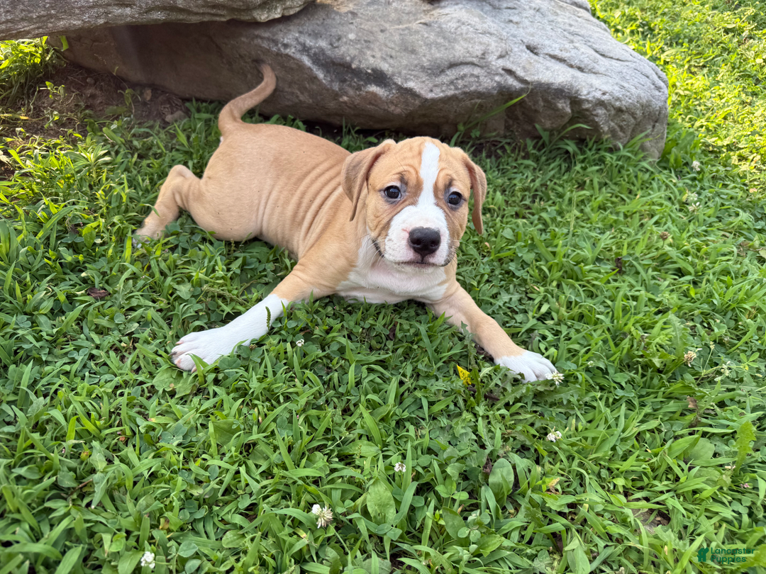 American Pit Bull Terrier dogs for sale: Helga - Image 24