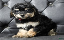 Miniature Poodle dogs for sale: Ellie - Image 7