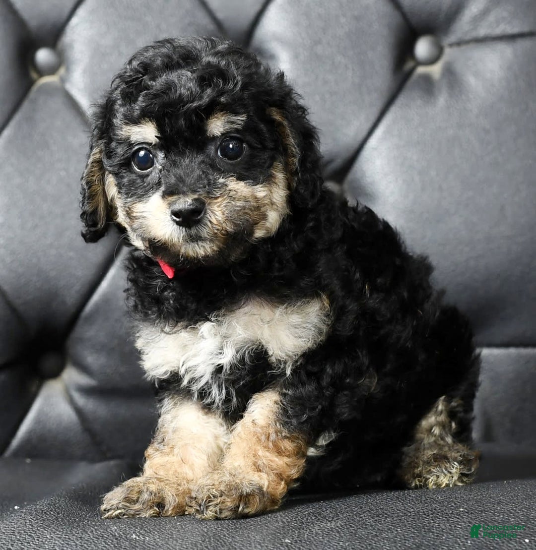 Miniature Poodle dogs for sale: Ellie - Image 7