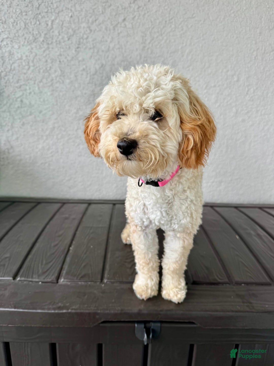 Mini Goldendoodle dogs for sale: Phoebe - Image 3