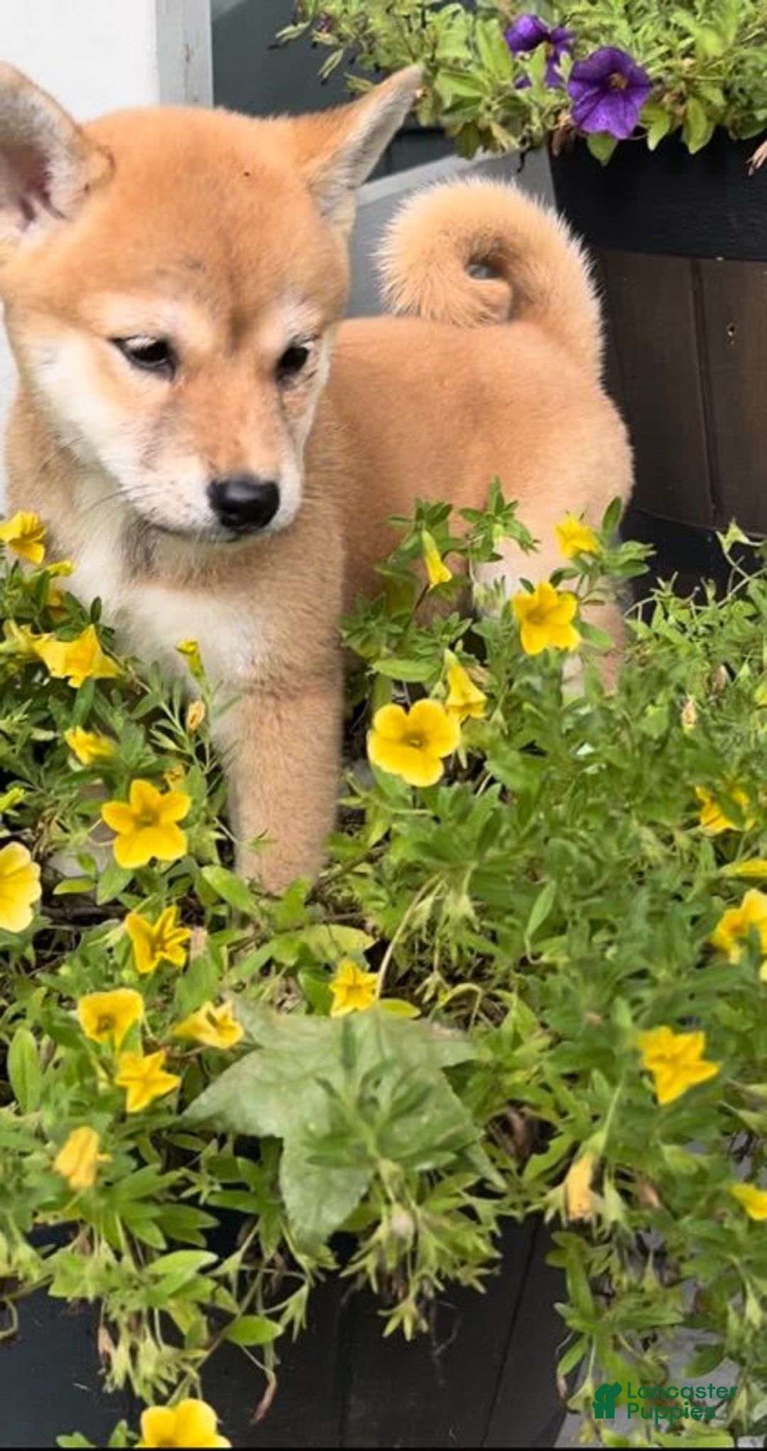 Shiba Inu dogs for sale: Foxy - Image 3