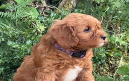 Cavapoo dogs for sale: Derby - Image 2