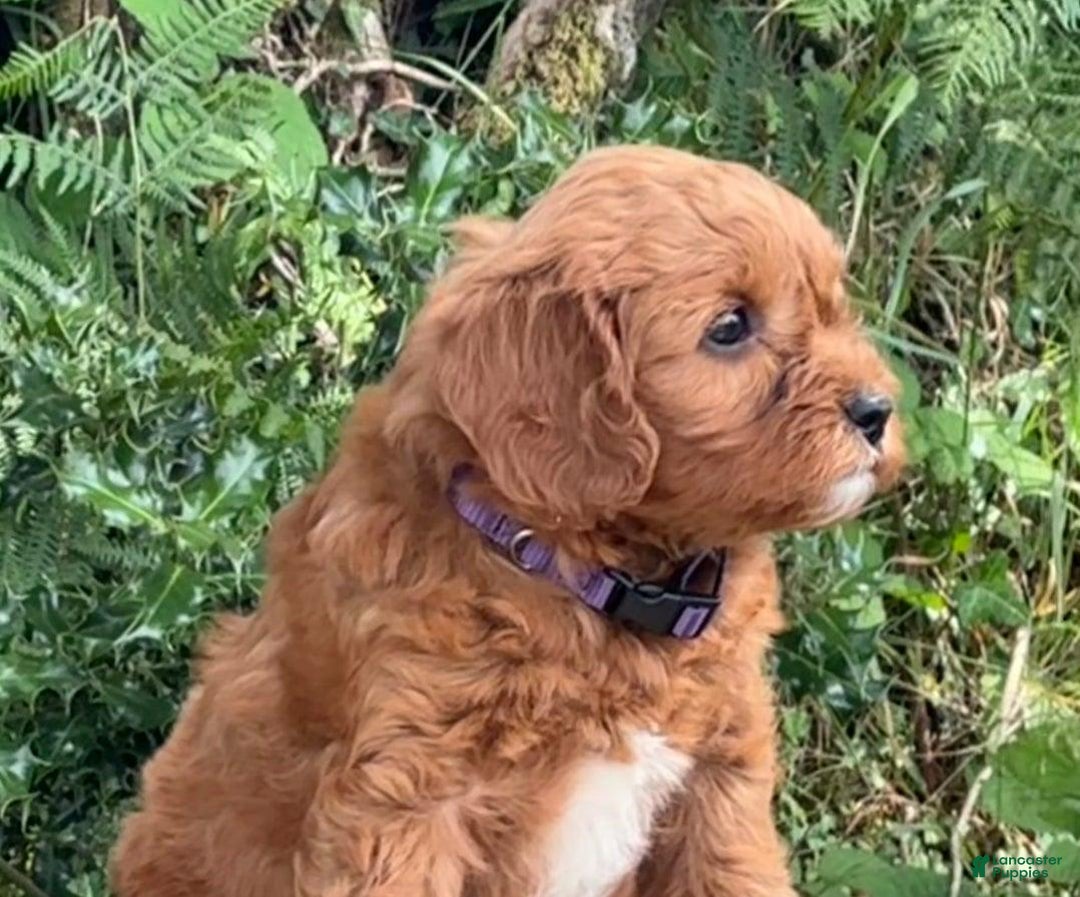 Cavapoo dogs for sale: Derby - Image 2
