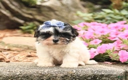 Maltese dogs for sale: Leo - Image 2