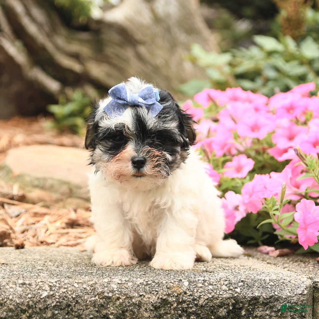 Maltese dogs for sale: Leo - Image 2